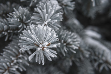 Pine tree covered with hoar frost close-up, beautiful winter background, copy space