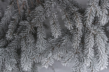 Pine tree covered with hoar frost close-up, beautiful winter background, copy space