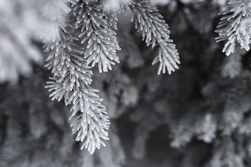 Pine tree covered with hoar frost close-up, beautiful winter background, copy space