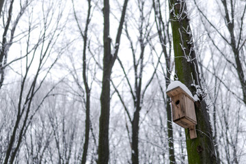 Home made wooden bird houses in trees in winter, copy space