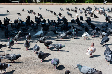 many pigeons walk on the sidewalk