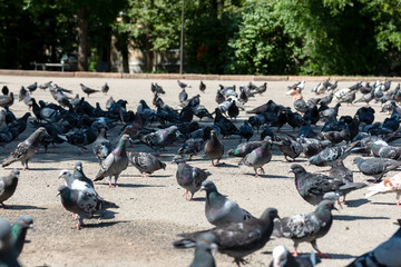 pigeons sit and walk on the sidewalk