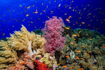 Coral reef at the Red Sea Egypt