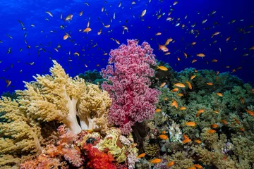 Poster Coral reef at the Red Sea Egypt © Mina Ryad