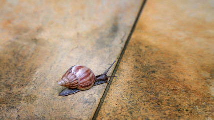 snail