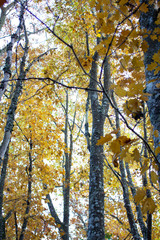 Fototapeta premium Outdoor autumn landscape