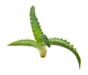 aloe isolated on white background
