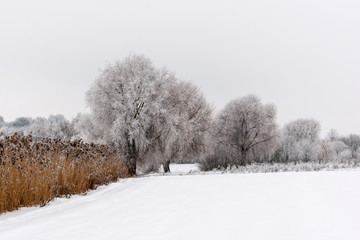 Winter weather. White snow covered the ground. copy space