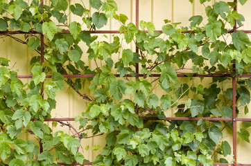 Grape plants as decorative elements in home garden in northern europe countries. Climbing plants on...