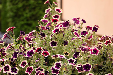 Naklejka premium Flowers of petunias
