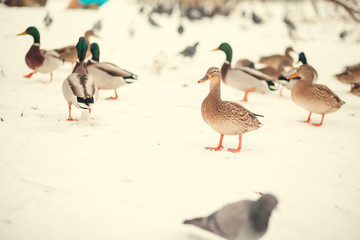 duck on the winter snow