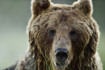bear face. bear portrait.