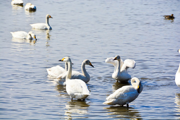 水辺のハクチョウ
