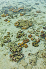 Coral. Chicken Island. Krabi coast. Krabi province, Andaman Sea, Thailand, Asia
