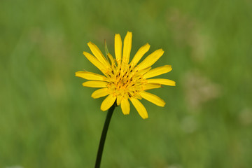 Arnikablüte auf einer Wiese