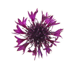 flowers of Centaurea isolated on white background