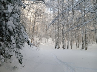 Thick forest of trees without leaves. The land is completely covered in white snow on this beautiful winter day in the mountains.