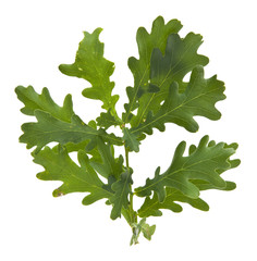 green oak leaves isolated on white background