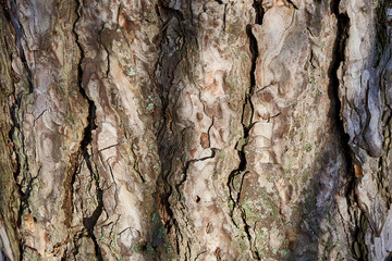 The texture of the cracked pine bark in the rays of sunlight. Deep cracks and original wood...
