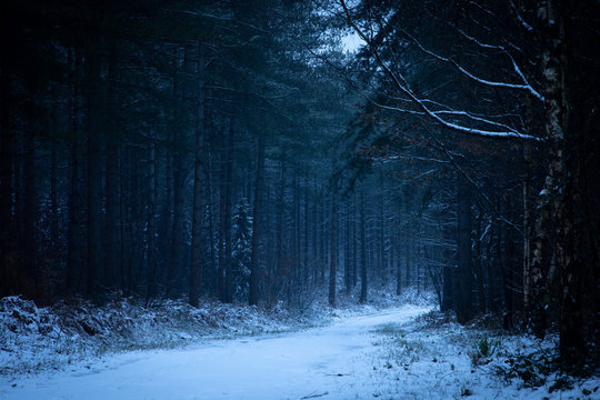 pine forest in snow