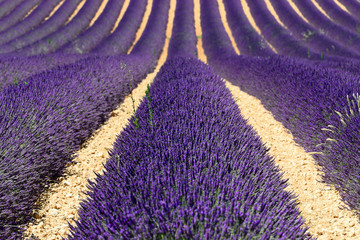 Fototapeta na wymiar Lavendelfeld (Lavandula angustifolia), Valensole, Département Alpes-de-Haute-Provence, Provence-Alpes-Côte d'Azur, Frankreich, Europa