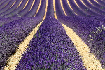 Fototapeta na wymiar Lavendelfeld (Lavandula angustifolia), Valensole, Département Alpes-de-Haute-Provence, Provence-Alpes-Côte d'Azur, Frankreich, Europa