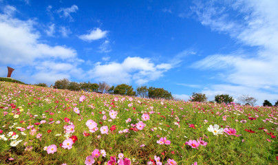 コスモス畑　秋イメージ