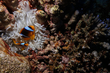 Fototapeta na wymiar Nemo at the Red Sea, Egypt