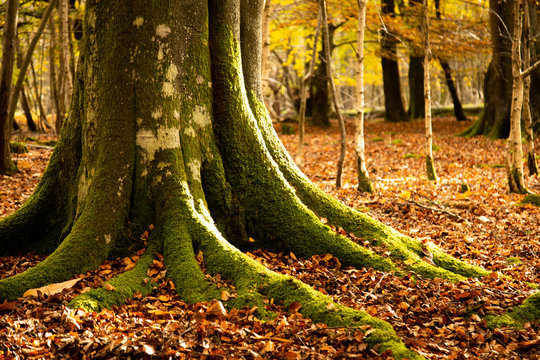 beech trees in autumn ashdown forest sussex uk