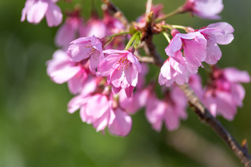 桜の花　春イメージ