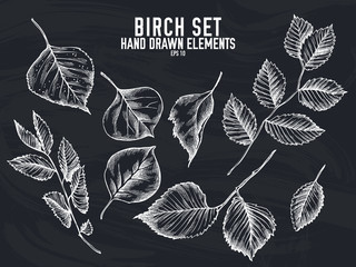 Vector collection of hand drawn chalk birch