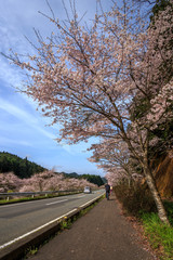 桜の花　春イメージ