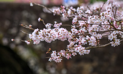 桜の花　春イメージ