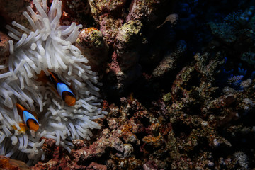 Nemo at the Red Sea, Egypt