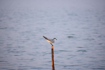 seagull on the beach