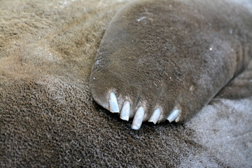 Flosse eines See-Elefanten