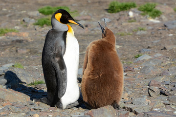 Fütterung eines Königspinguins