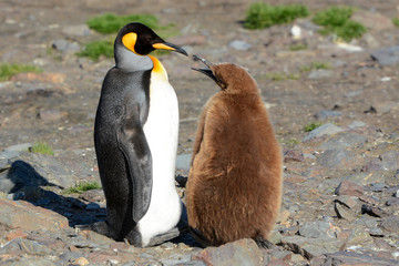 Pinguin-Junges bettelt