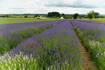 Fototapeta na wymiar Lavendel (Lavandula sp.), Lavendelfeld, blühend, England, Großbritannien, Europa