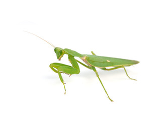 Praying mantis ,on white background.