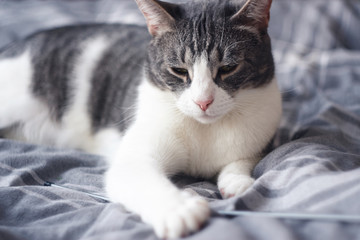 Gray striped cat tired of playing with your favorite toy, and now lies on a gray blanket with her