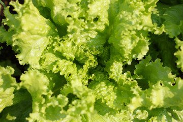 Green salad leaves background in garden