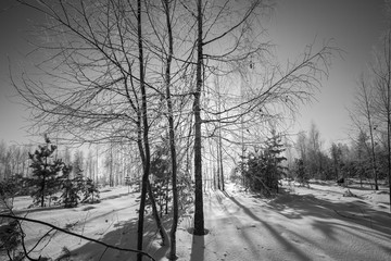 full moon from the trees in the winter forest