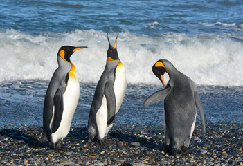 Gruppe Königspinguine