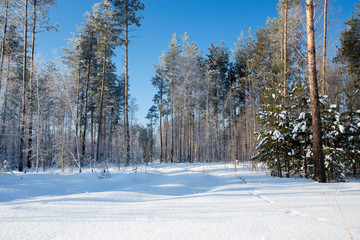 winter forest on a sunny day