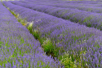 Lavendelfeld (Lavandula angustifolia), Valensole, Département Alpes-de-Haute-Provence, Provence-Alpes-Côte d'Azur, Frankreich, Europa