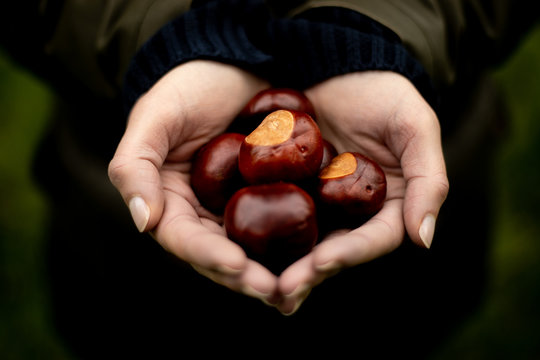 handful of conkers 