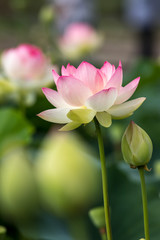 Obraz premium 蓮の花