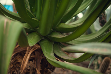 Obraz premium Selective focus close-up top-view shot on Golden barrel cactus (Echinocactus grusonii) cluster. well known species of cactus, endemic to east-central Mexico widely cultivated as an ornamental plant.