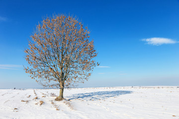 Fototapeta na wymiar Lonely tree on the snow field.